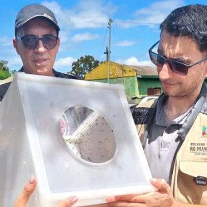 MS amplia uso de mosquitos estéreis para controlar Aedes em área indígena do RS