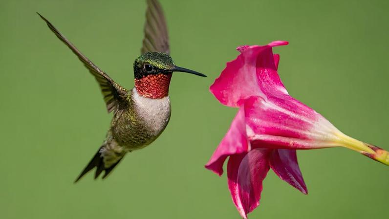 Néctar com etanol revela adaptação surpreendente de abelhas e beija-flores. (Imagem: Getty Images via Canva)