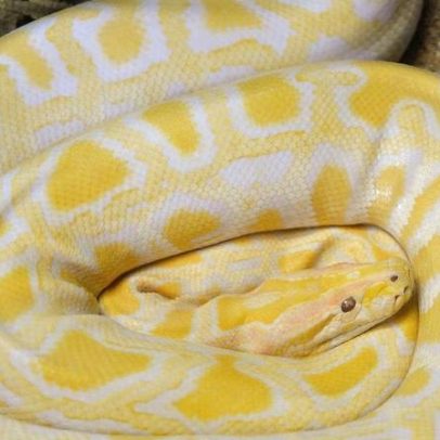 Cientistas descobrem pista em cobras para combater obesidade