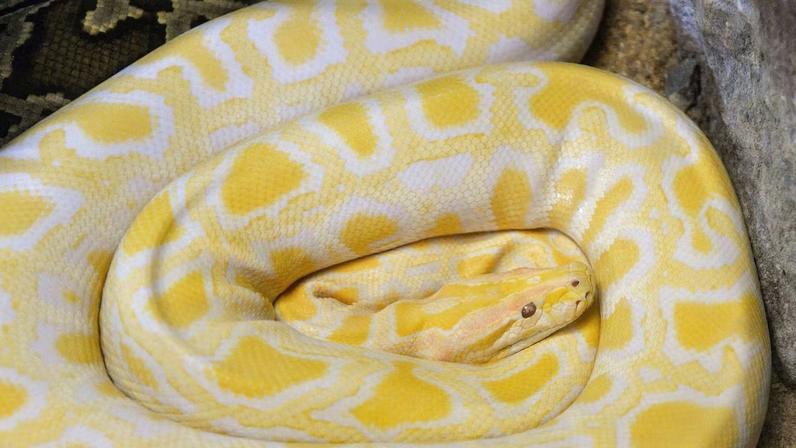 Molécula de píton pode reduzir o apetite. (Foto: JR via Canva)