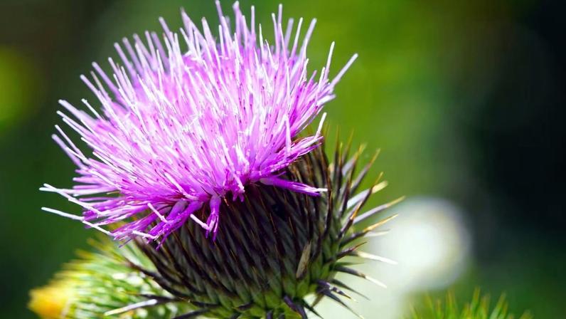 Cardo-mariano ajuda a proteger as células do fígado. (Foto: Pixabay via Gemini)