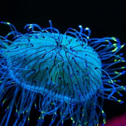Edie Widder busca bioluminescência em novo filme Life Illuminated