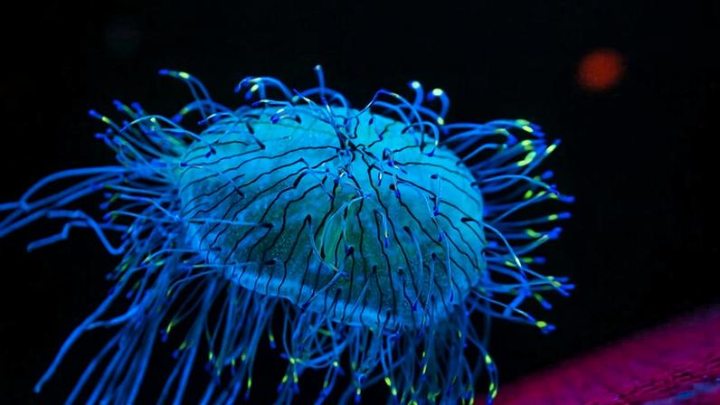 Edie Widder busca bioluminescência em novo filme Life Illuminated