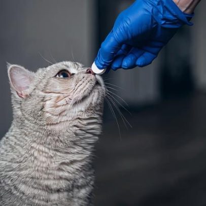 Três doenças causadas por vermes em pets