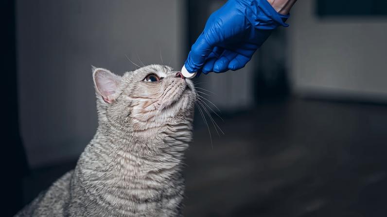 3 doenças causadas por vermes em animais de estimação