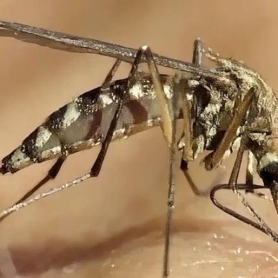Estudo sugere que agrotóxicos tornam vetor da malária resistente a inseticidas