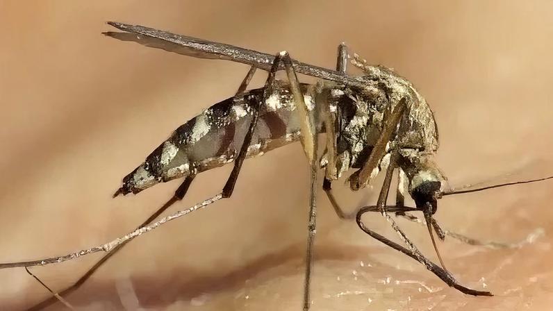 Estudo sugere que agrotóxicos tornam vetor da malária resistente a inseticidas