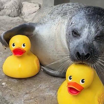 Foca viraliza nas redes ao brincar com patinhos de borracha