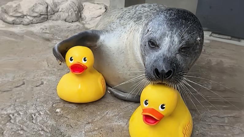 A imagem mostra uma foca deitada sobre uma superfície de pedra, com o corpo apoiado de lado e a cabeça voltada para a frente. Ao seu redor estão dois patinhos de borracha amarelos, um de cada lado, ambos com bicos laranja e olhos grandes e redondos. A foca encosta o focinho em um dos patinhos, enquanto a nadadeira dianteira repousa suavemente sobre o outro. O cenário parece ser um ambiente de cativeiro ou área controlada, com pedras lisas e iluminação natural suave.