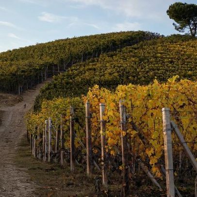 Barolo 2022: guia da safra improvável