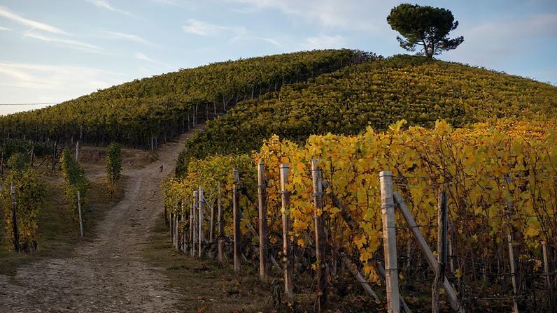 Cerretta hilltop in Serralunga d’Alba.