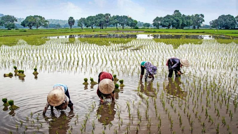 Farmers sow rice in Vietnam's Mekong Delta.