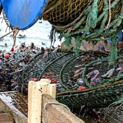 25 anos após declaração de desastre, grande pesca dos EUA volta a prosperar