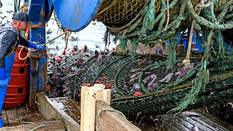 25 anos após declaração de desastre, grande pesca dos EUA volta a prosperar