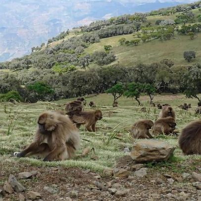 Clima ou biodiversidade? Estudo global aponta dilema da reflorestação