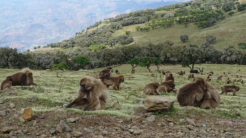 Clima ou biodiversidade? Estudo global aponta dilema da reflorestação