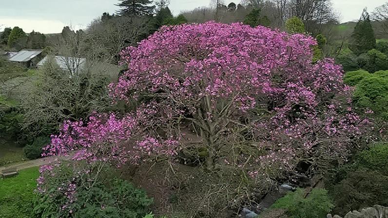 Magnólias florescem semanas antes do esperado