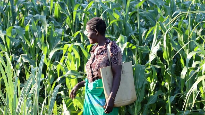 A maize field cultivated using agroecology concepts. Image by Kelvin Tembo.