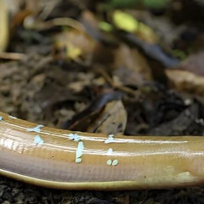 Lagarto sem patas exibe cores e comportamentos inéditos na natureza