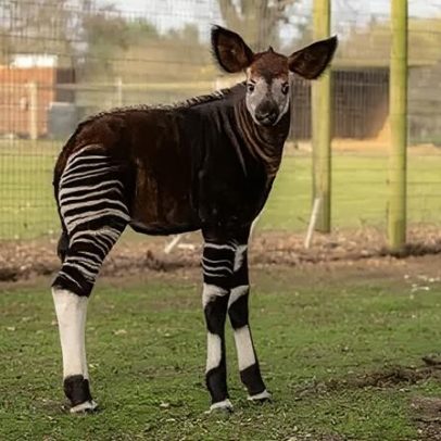 Bebê okapi Neo faz sua estreia pública