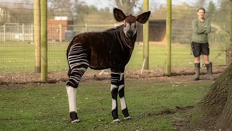 Yorkshire Wildlife Park