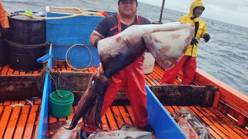 Surto de lulas no Pacífico Sul força reguladores a agir