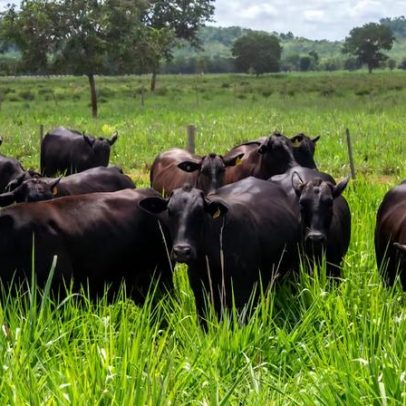 Herda parte da Fazenda Roncador e aposta em marca de carne