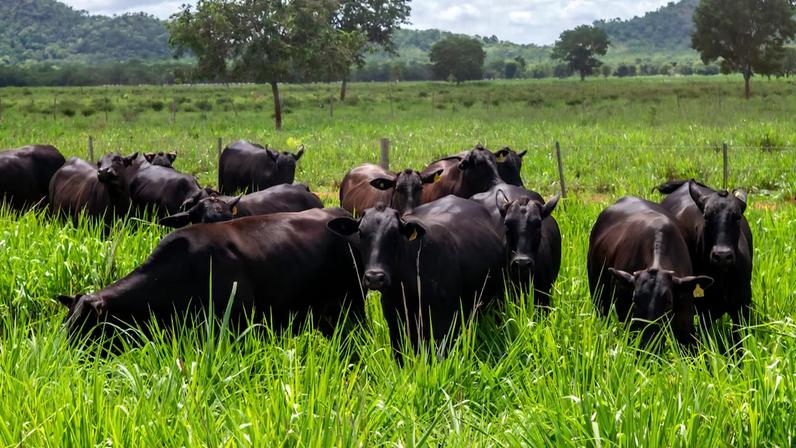 Herda parte da Fazenda Roncador e aposta em marca de carne