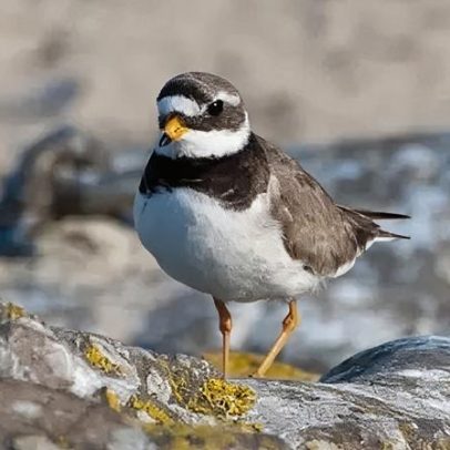 Zona de exclusão estabelecida para proteger aves ameaçadas
