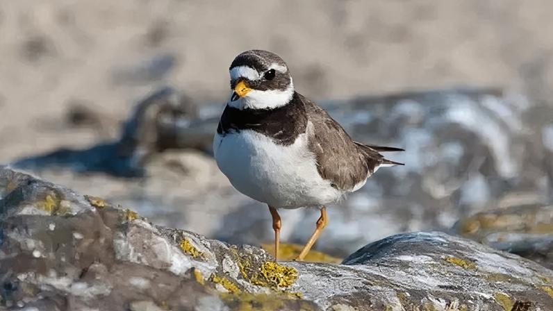 Zona de exclusão estabelecida para proteger aves ameaçadas