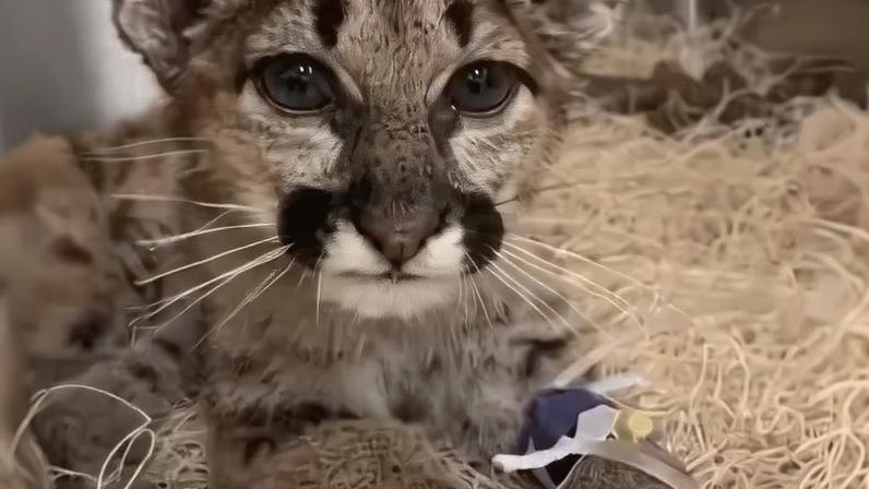Filhote de puma (onça-parda) repousa sobre cama de palha em ambiente de cuidado veterinário. Na pata dianteira, há curativo ou cateter, indicando tratamento médico. Animal tem pelagem macia, patas grandes e marcas faciais características.