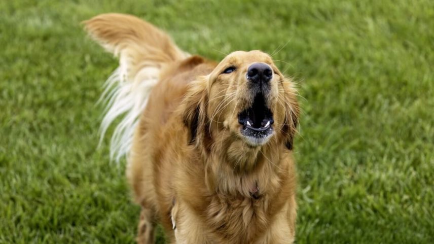 Cachorro latindo muito: causas comuns e como agir