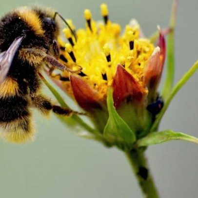 Flores sincronizam aroma e abertura com insetos em tempo exato