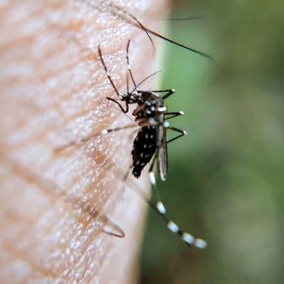 Chikungunya: como se espalha e afeta crianças e idosos