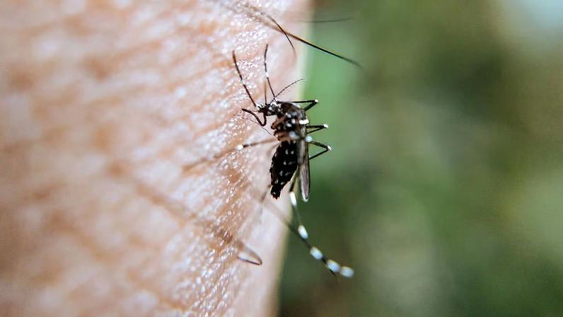 Mosquito Aedes aegypti é transmissor da doença. (Foto: Pexels via Canva)