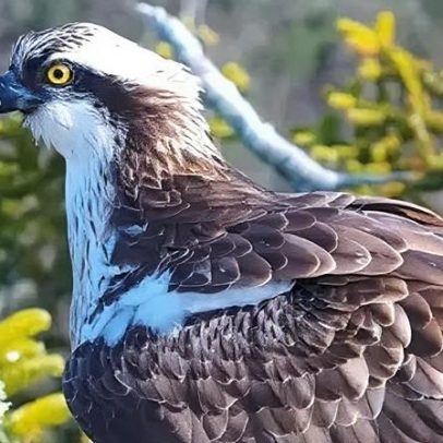Ninhos aguardam retorno de águias-pescadoras históricas