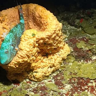 Imagens impressionantes revelam criaturas marinhas e corais únicos no Caribe