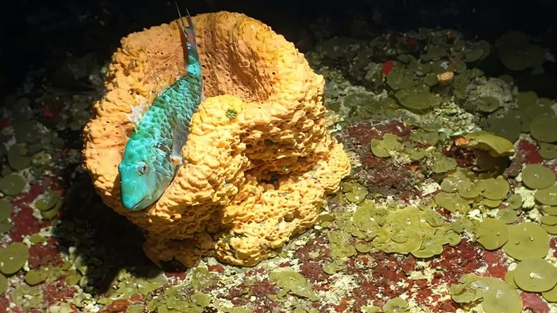 Imagens impressionantes revelam criaturas marinhas e corais únicos no Caribe