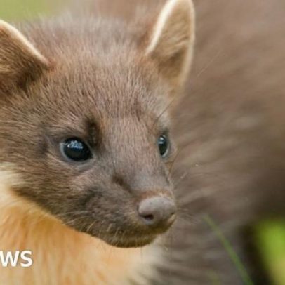 Marta-do-pinheiro Stormy estabelece moradia no Stormont
