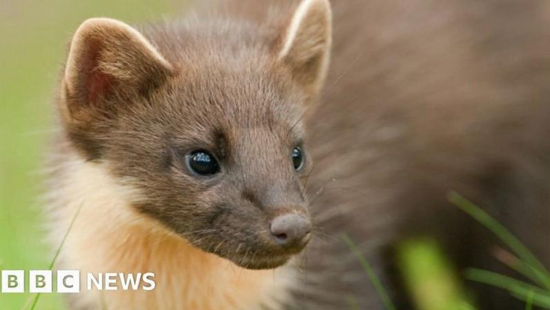 Marta-do-pinheiro Stormy estabelece moradia no Stormont