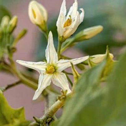 Jurubeba: planta medicinal brasileira e seus efeitos no fígado