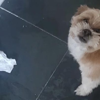 Cachorro finge desentendimento após bronca por refeição inusitada