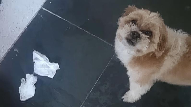 Cachorro finge desentendimento após bronca por refeição inusitada