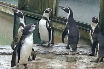 Parque zoológico recebe três pinguins-humboldt