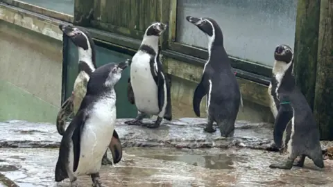 Parque zoológico recebe três pinguins-humboldt