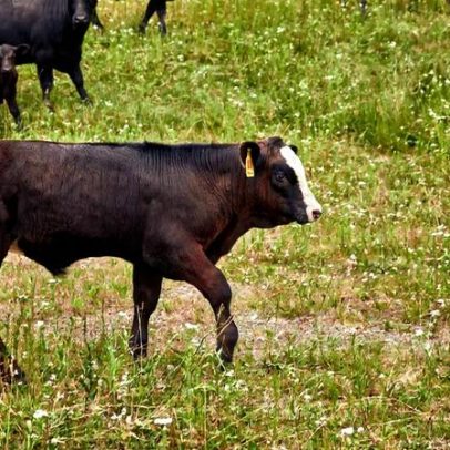 Vaca de projeto da MSCHF sobrevive; debate se o projeto era adequado