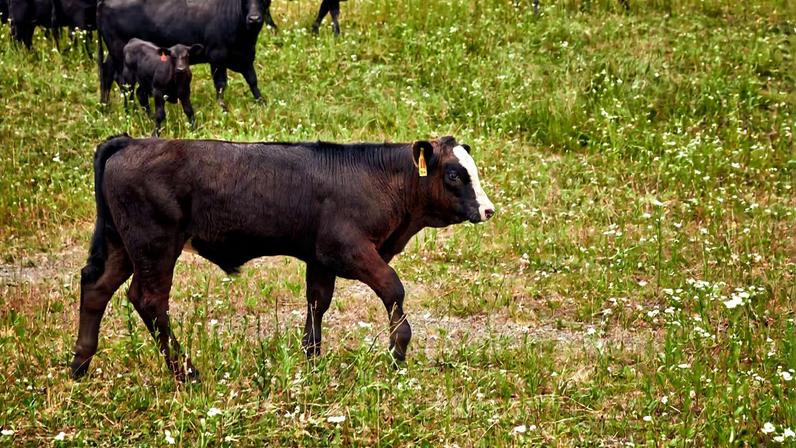 Vaca de projeto da MSCHF sobrevive; debate se o projeto era adequado