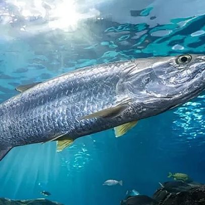 Declínio de peixes migratórios impulsiona campanha por proteção
