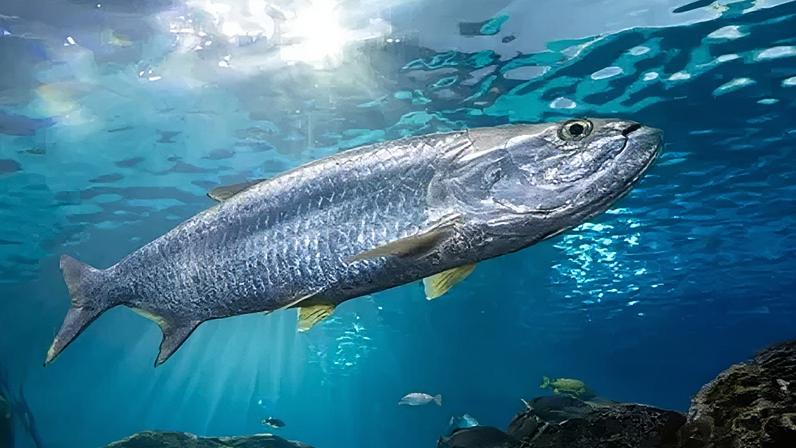 The Atlantic tarpon migrates hundreds of miles along the US coast but the population has dropped as its mangrove habitats are damaged
