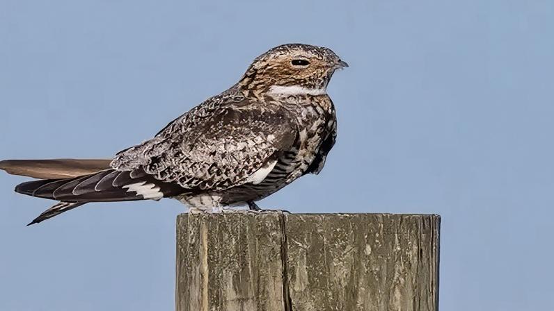 Ave Goatsucker registra retorno notável